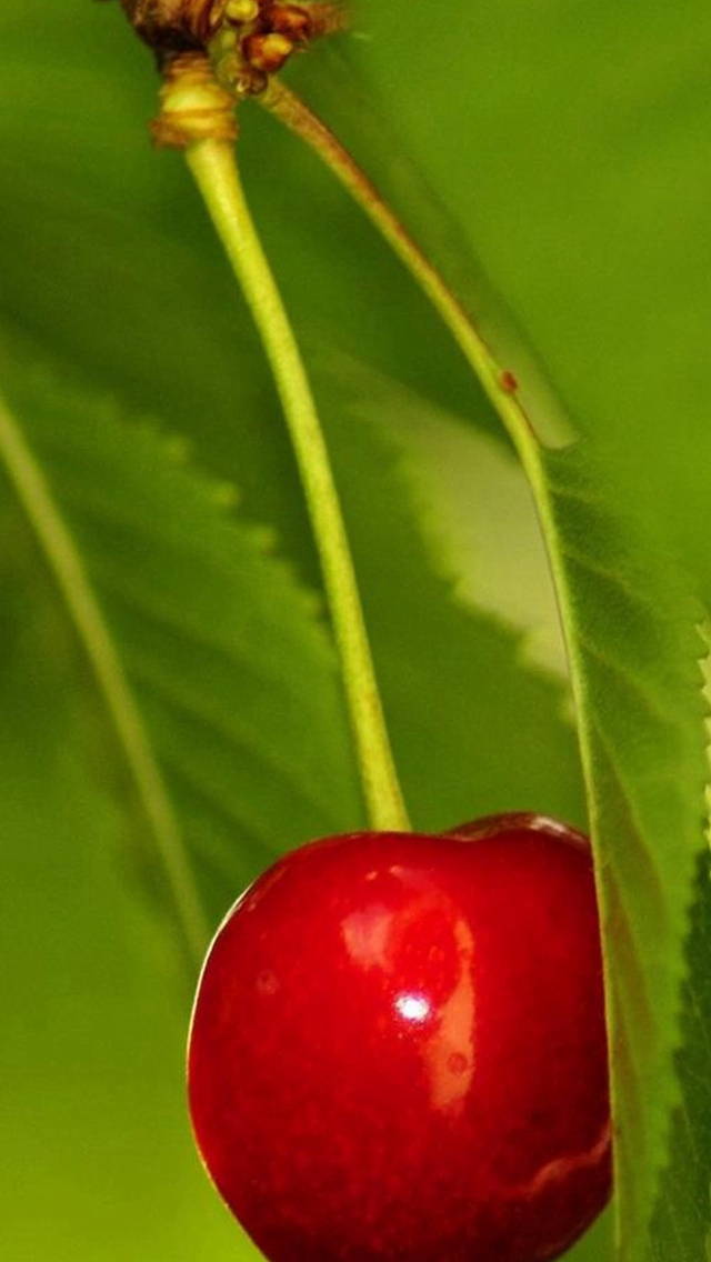 Natural Fresh Smelly Cherry Fruit iPhone wallpaper 