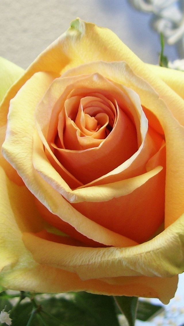 640x1136 Rose Flower Tender Bud Close Up - beautiful iPhone Wallpaper