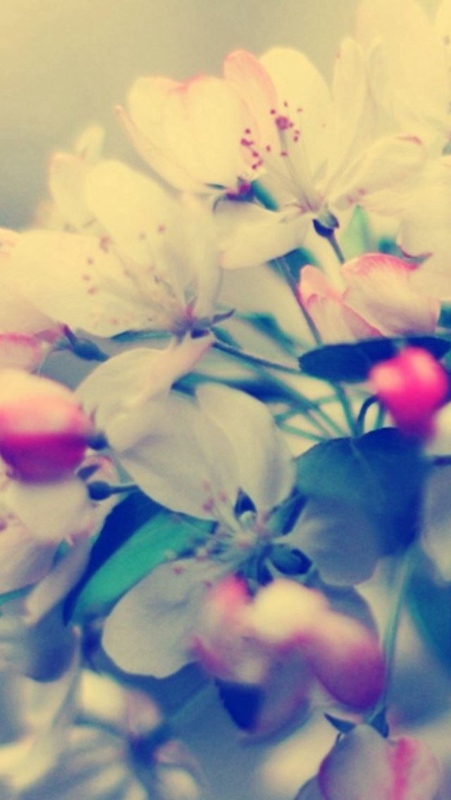 Blossom Branch Flower Glare iPhone wallpaper 
