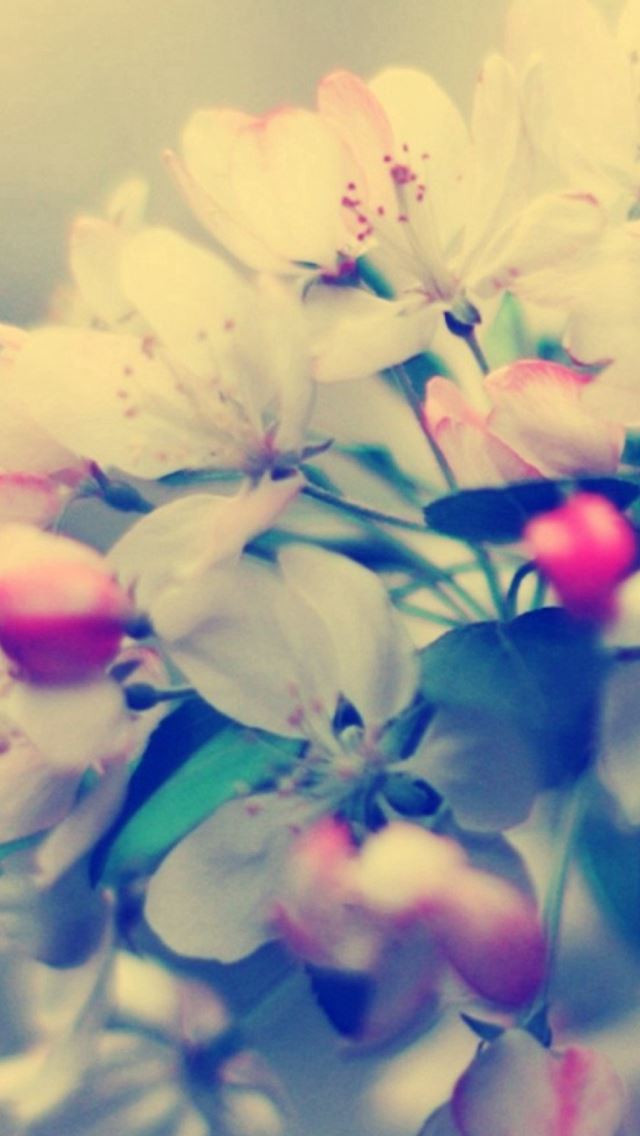 640x1136 Blossom Branch Flower Glare - blossom iPhone Wallpaper