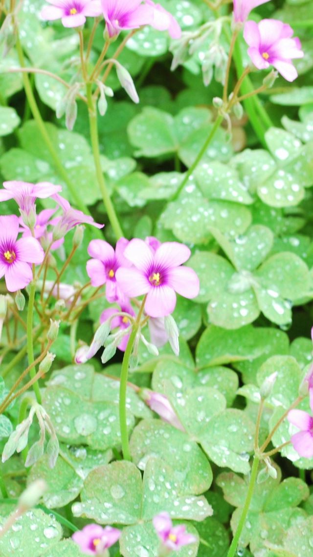 640x1136 Flowers Lawn Green Drops Dew - dew iPhone Wallpaper