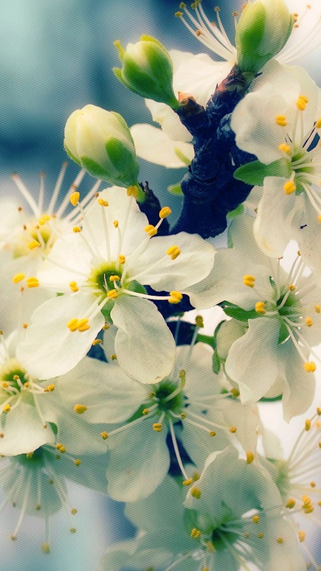 Blossom Branch Bud Spring Close Up iPhone wallpaper 