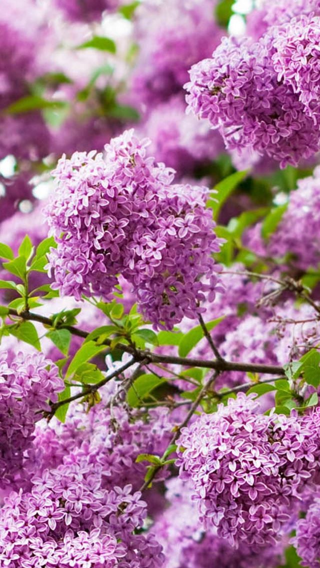 Lilacs Flowering Bud Branch iPhone wallpaper 