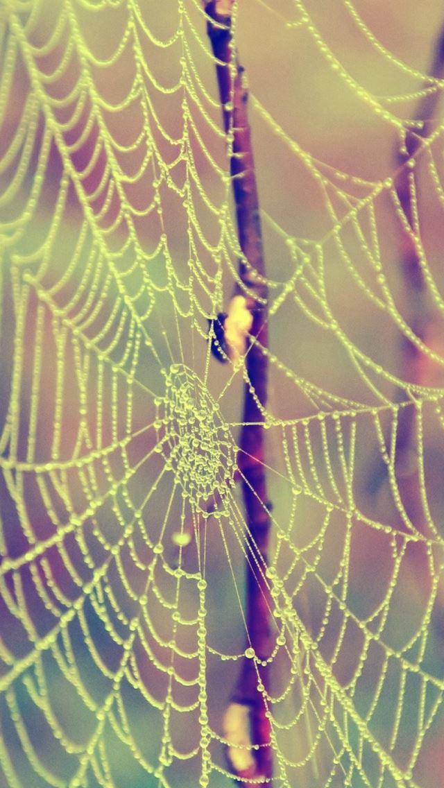 640x1136 Web Drops Dew Branches - spider iPhone Wallpaper