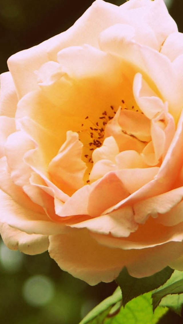 640x1136 Rose Branch Blossom Bud - blossom iPhone Wallpaper