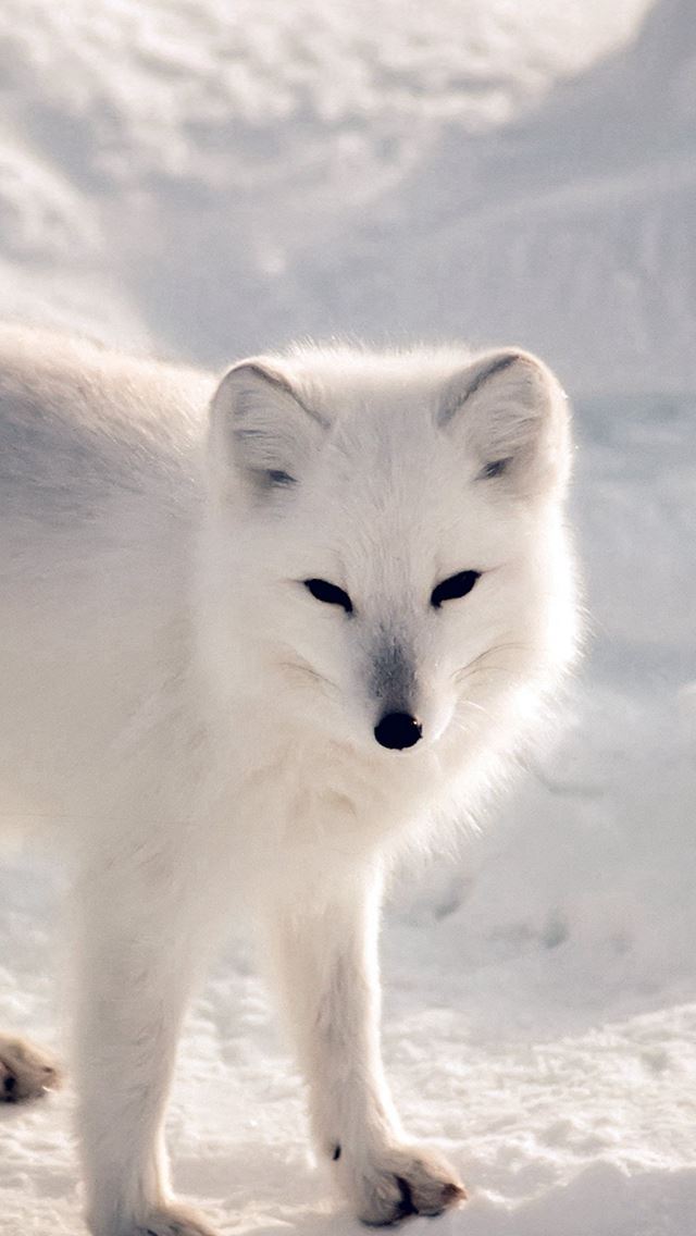 640x1136 White Artic Fox Snow Winter Animal - pure iPhone Wallpaper