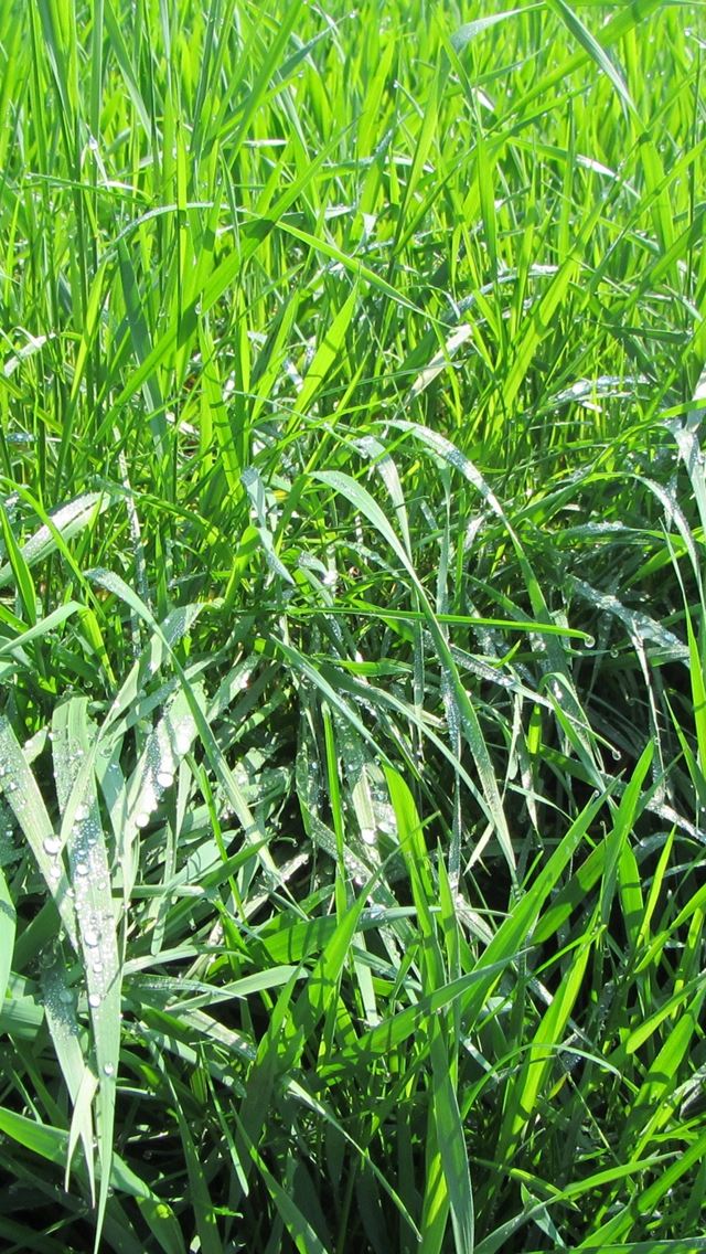 640x1136 Grass Dew Nature - pure iPhone Wallpaper