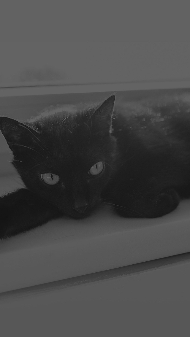 Cat black cat eyes dark HD phone wallpaper  Peakpx