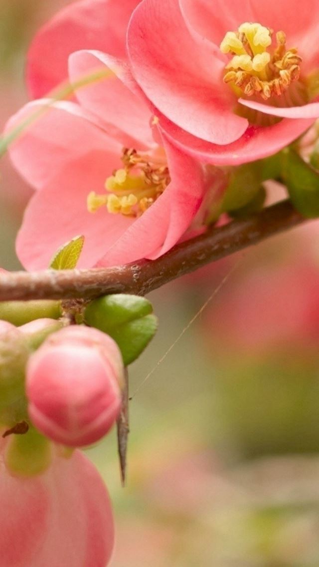 640x1136 Flower Blossom Pink Branch Bright - blossom iPhone Wallpaper