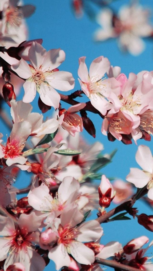640x1136 Blossom Flower Pink Bright Blue - blossom iPhone Wallpaper
