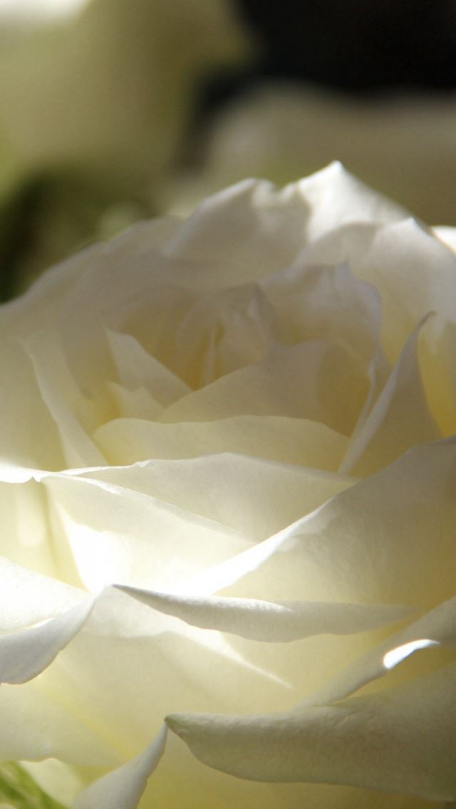 640x1136 Roses Petals Bud - pure iPhone Wallpaper