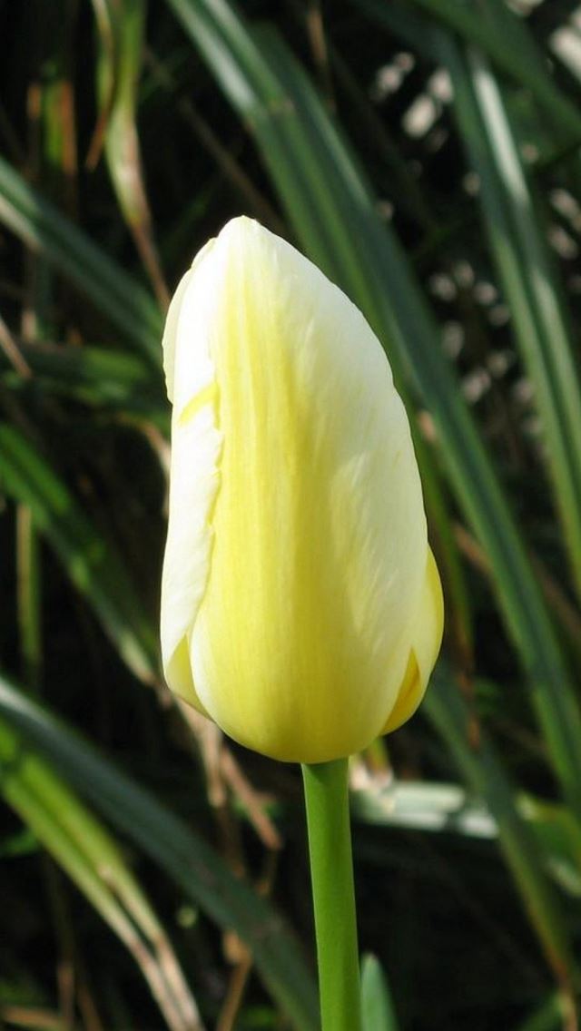 640x1136 Tulips Flowers Tree Bud Close Up - pure iPhone Wallpaper