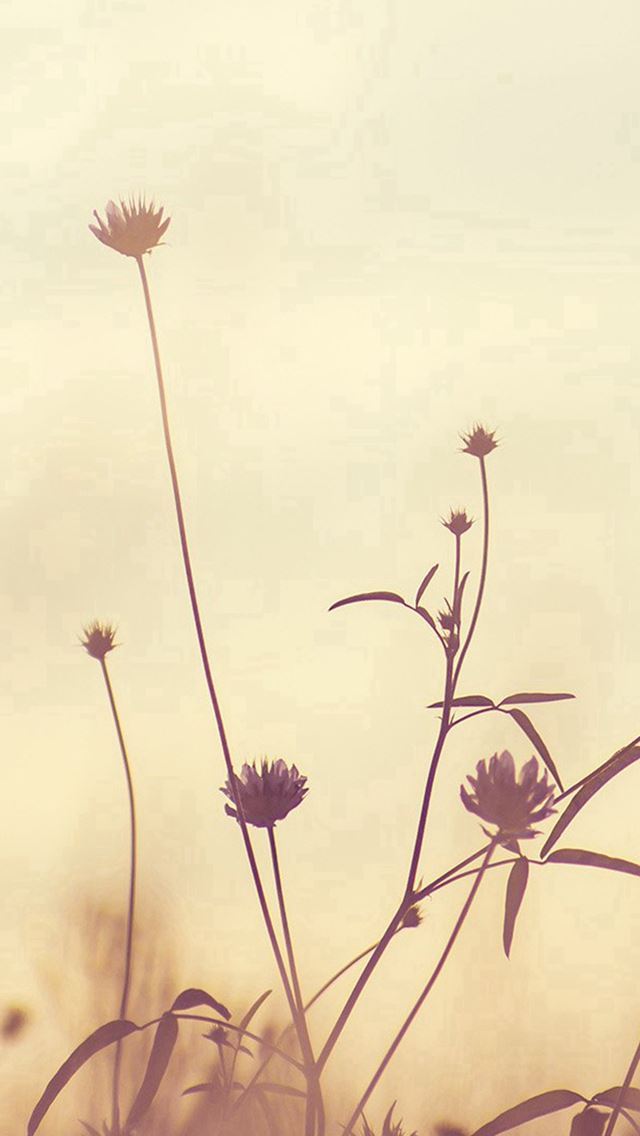 640x1136 Flower Nature Fall Romantic Old - romantic iPhone Wallpaper