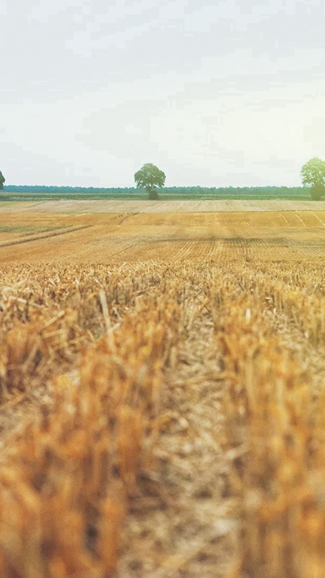 640x1136 Farm Fall Field Nature Yellow Flare - plain iPhone Wallpaper