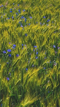 Flower Blue Nature Love Summer Day wallpaper