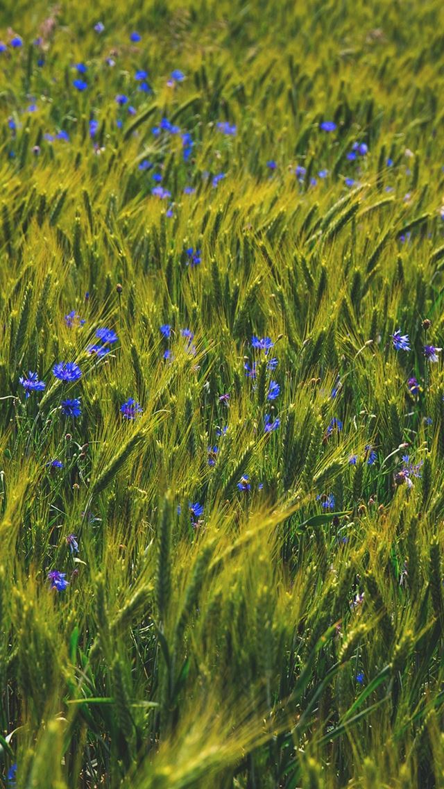 640x1136 Flower Blue Nature Love Summer Day - land iPhone Wallpaper