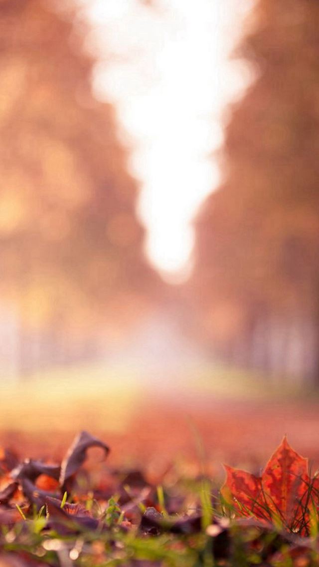 640x1136 Maple Leaf Park Macro Bokeh - macro iPhone Wallpaper