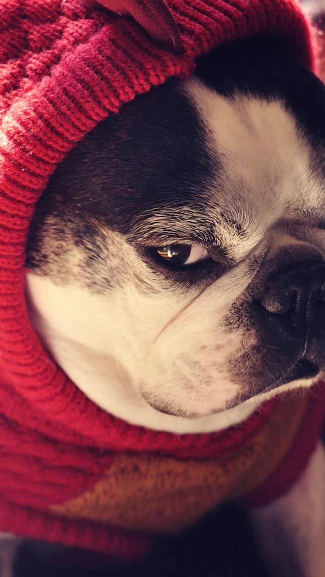 640x1136 Bulldog Pet Cute Lovely - macro iPhone Wallpaper
