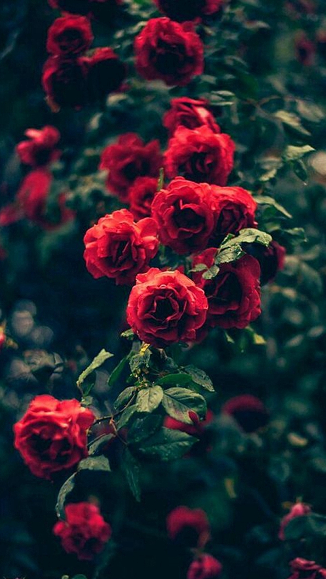 Beautiful Garden Red Roses Flowers iPhone wallpaper 