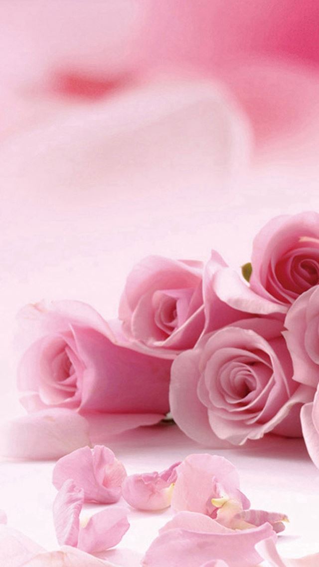 640x1136 Pink Roses Flower Petals - roses iPhone Wallpaper