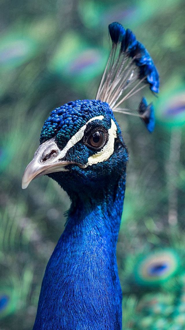 640x1136 Peacock Animal Bird Nature Blue - bird iPhone Wallpaper
