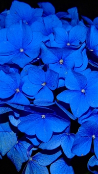 Hydrangea Blossom Flower Blue Dark Nature wallpaper