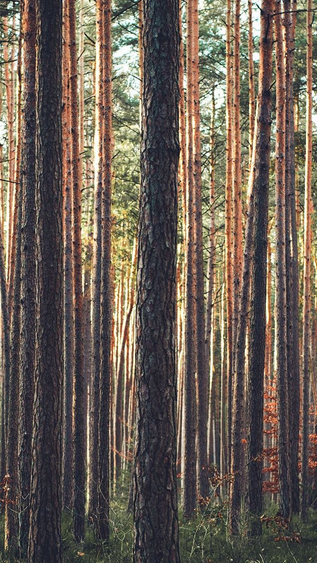640x1136 Wood Tree Mountain Summer Nature Green - summer iPhone Wallpaper