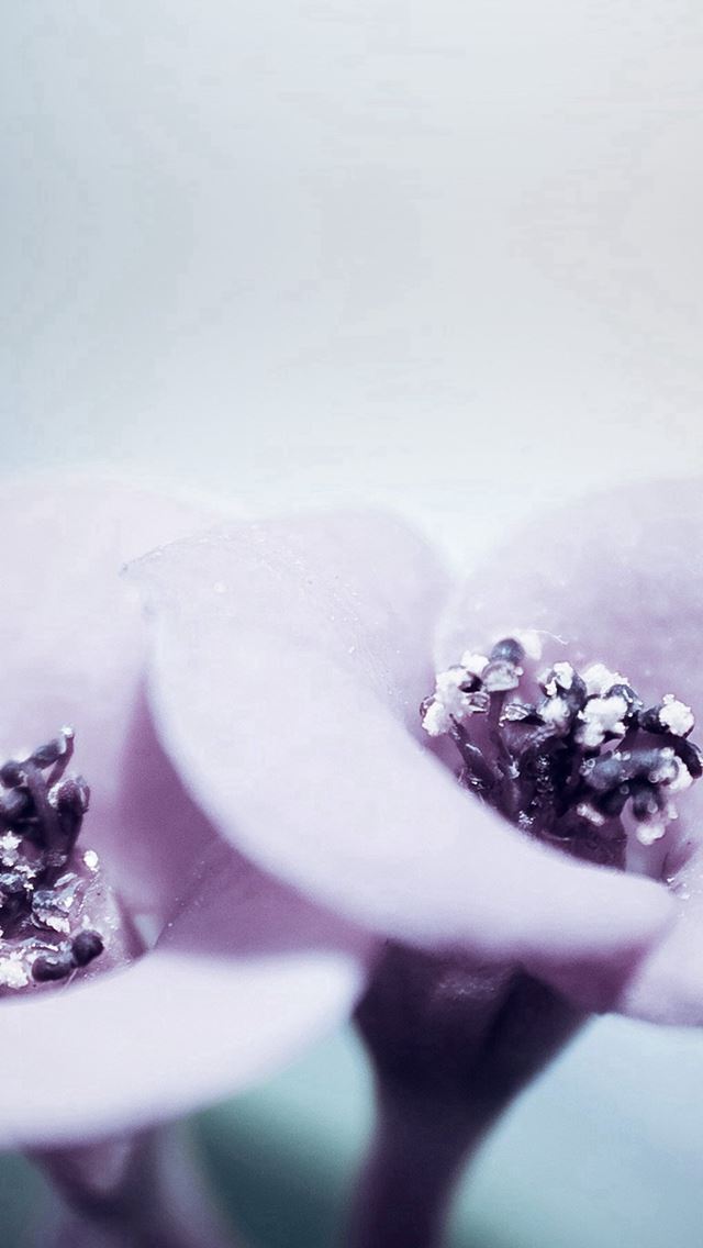 640x1136 Flower Blue Purple Beautiful Rain Nature - pure iPhone Wallpaper