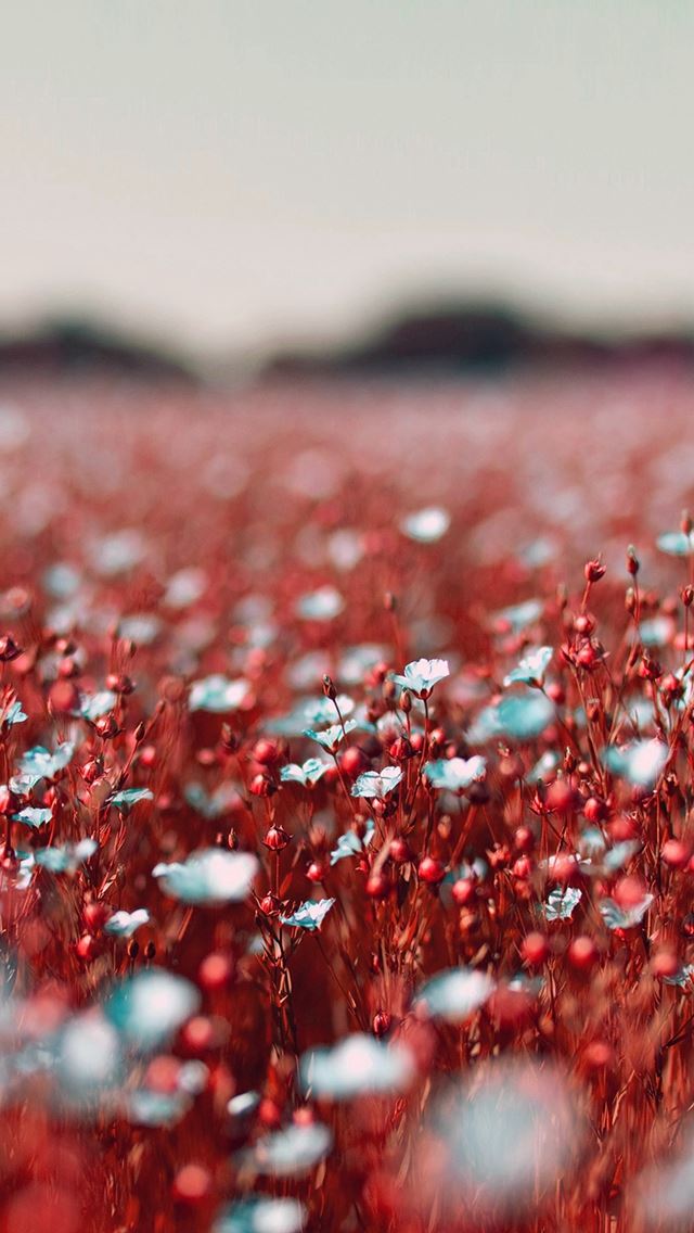 640x1136 Field Red Cosmos Flower Spring Nature Beautiful - beautiful iPhone Wallpaper