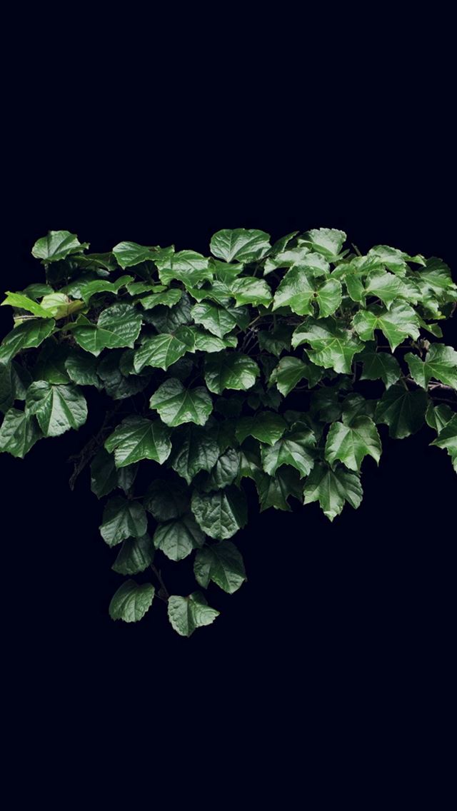 640x1136 Truevine Dark Nature Green Flower Leaf - bunch iPhone Wallpaper