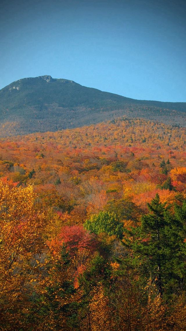 640x1136 Fall Forest Wood Nature Red Yellow Vignette - trees iPhone Wallpaper