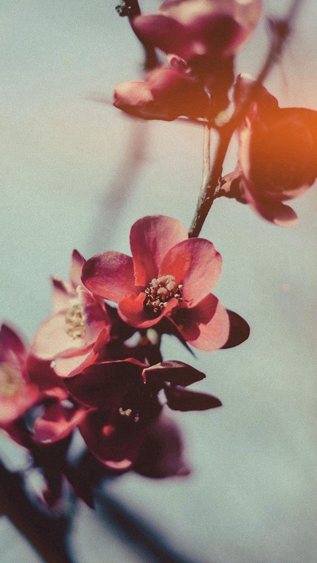 640x1136 Flower Nostalgia Tree Spring Blossom Nature Flare - petal iPhone Wallpaper