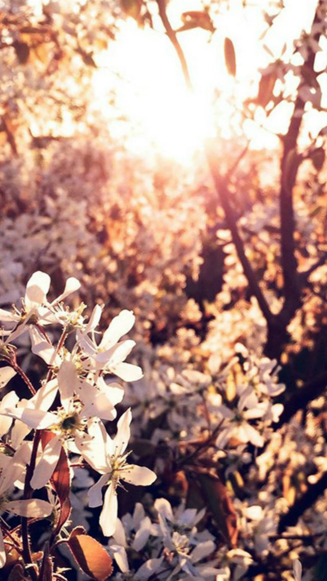 639x1136 Tree Flower Blossom Spring Nature - blossom iPhone Wallpaper