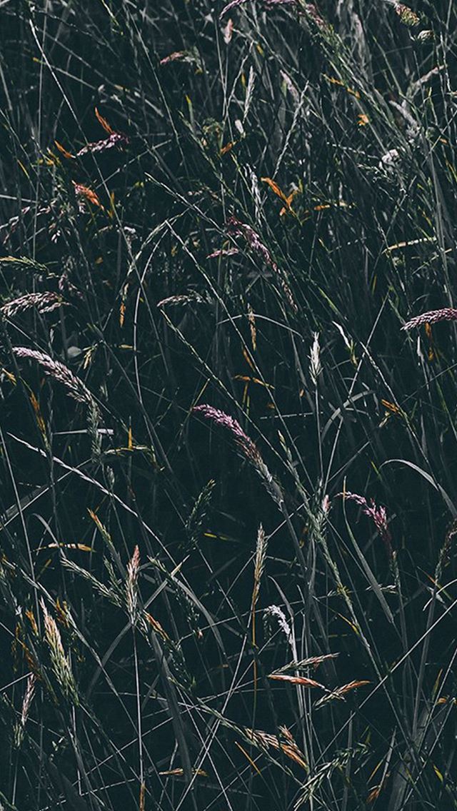 640x1136 Flower Rye Green Dark Nature - cyan iPhone Wallpaper