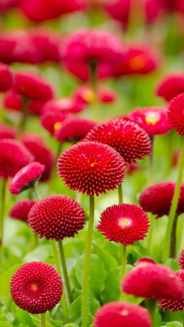 640x1136 Flower Red Green Spring Bokeh Nature - bokeh iPhone Wallpaper