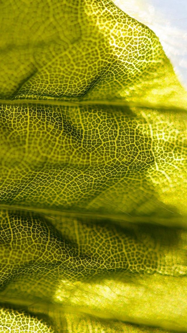 640x1136 Lifelines Leaf Flower Pattern Green -  iPhone Wallpaper