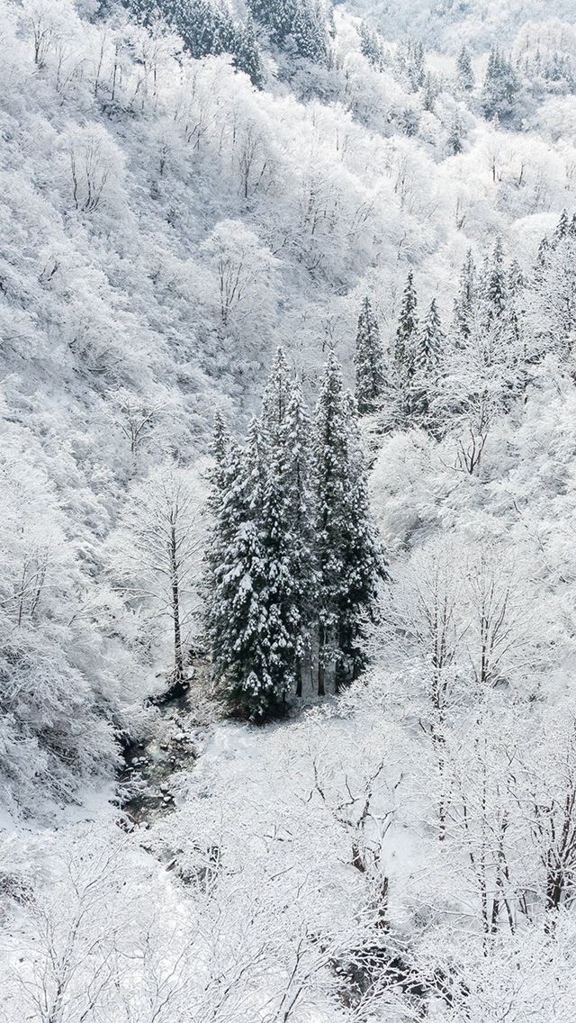 640x1136 Winter White Snow Wood Forest Mountain - snowy iPhone Wallpaper