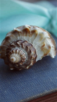 Shell And Blue Ribbon wallpaper