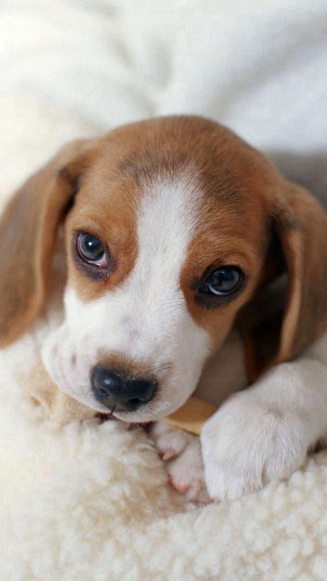 640x1136 Cute Lovely Lying Puppy Dog - lying iPhone Wallpaper