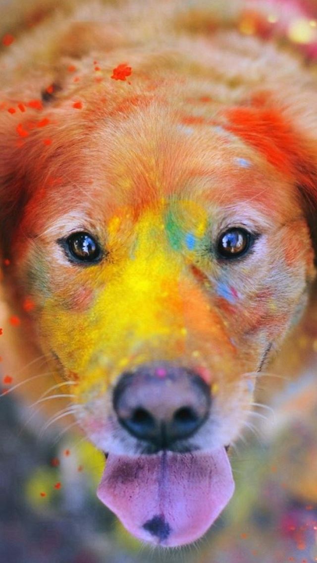 640x1136 Colorful Paint Giant Dog Animal - macro iPhone Wallpaper