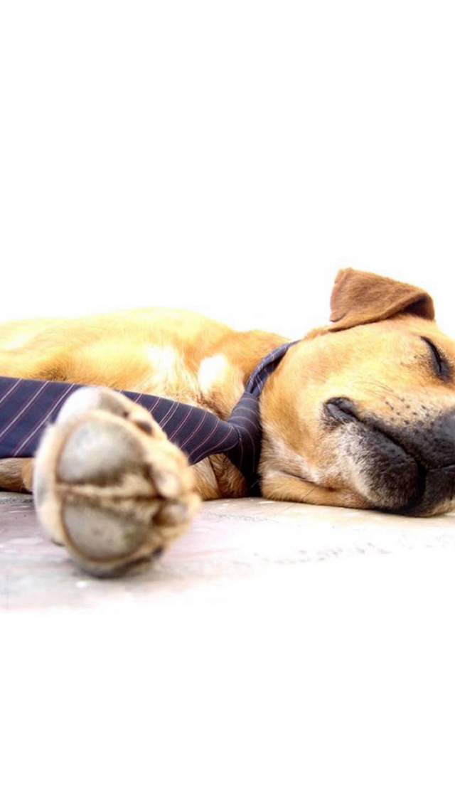 Sleeping Lying Dog Animal Pet iPhone Wallpapers Free Download