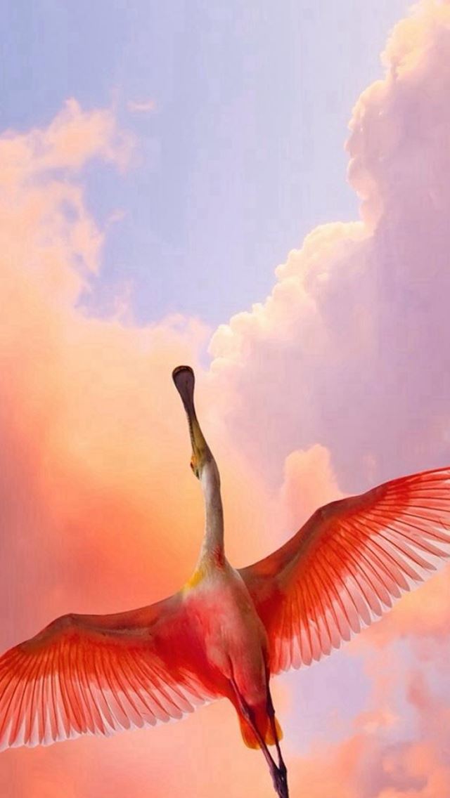 640x1136 Flamingo Bird Flying Sky View - clouds iPhone Wallpaper