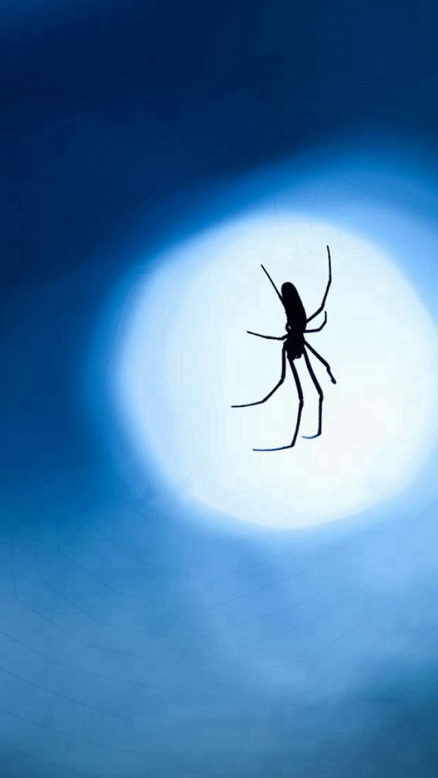 640x1136 Nature Night Moonlight Shadow Single Ant - shadow iPhone Wallpaper