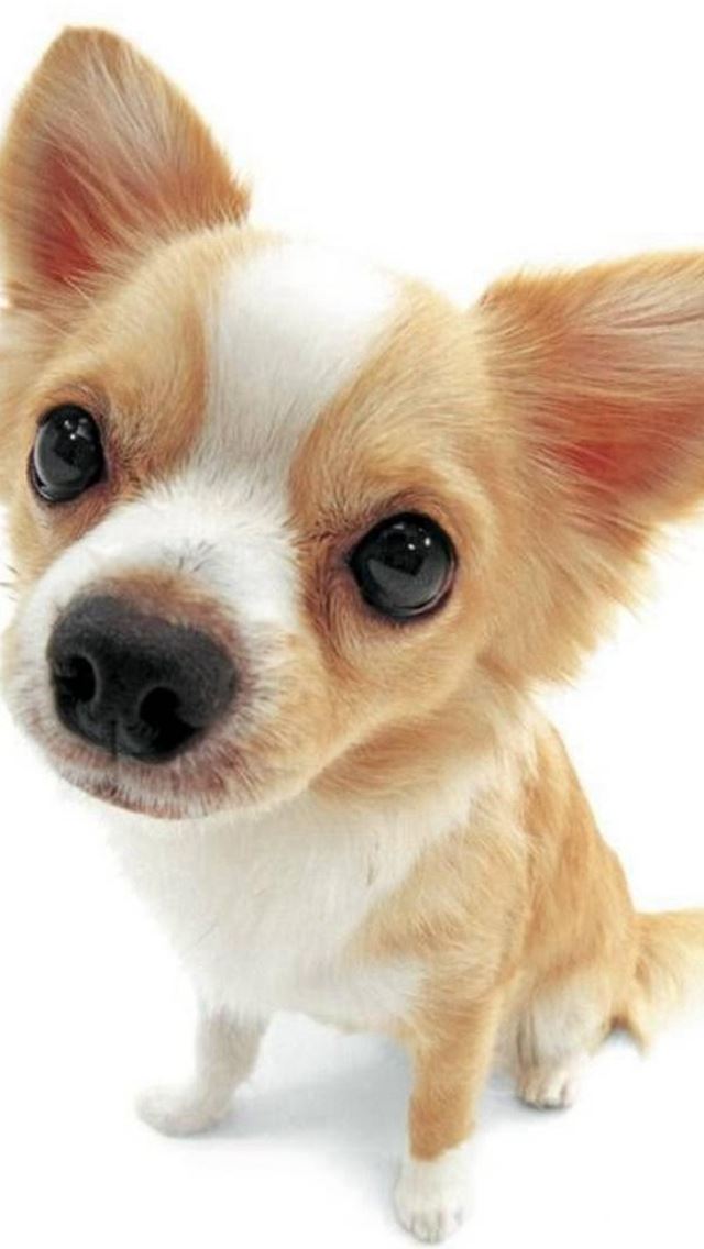 640x1136 Cute Lovely Pet Puppy Dog Animal - lovely iPhone Wallpaper