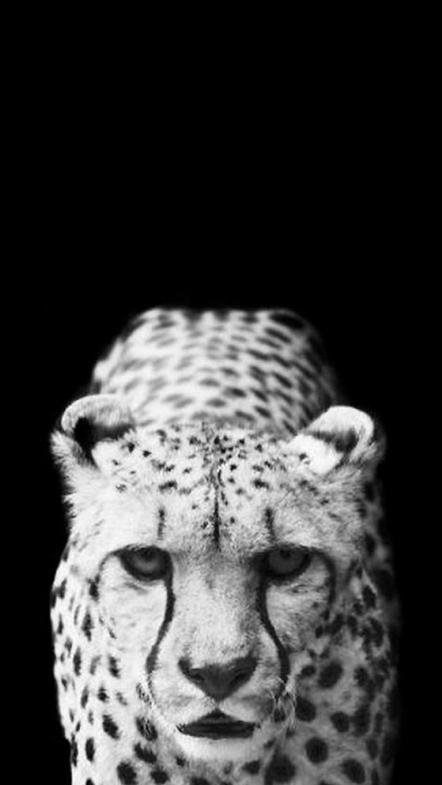 640x1136 Cool Leopard Dark Animal - wild iPhone Wallpaper