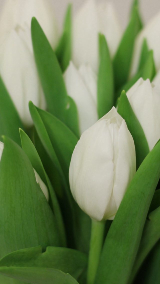 Tulips Flowers Bouquet White iPhone wallpaper 