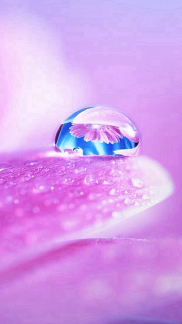 640x1136 Pure Wet Petal Dew Global Macro - pure iPhone Wallpaper