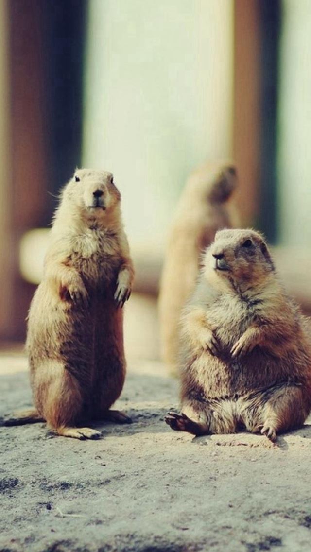 640x1136 Playing Brown Squirrel Animal -  iPhone Wallpaper