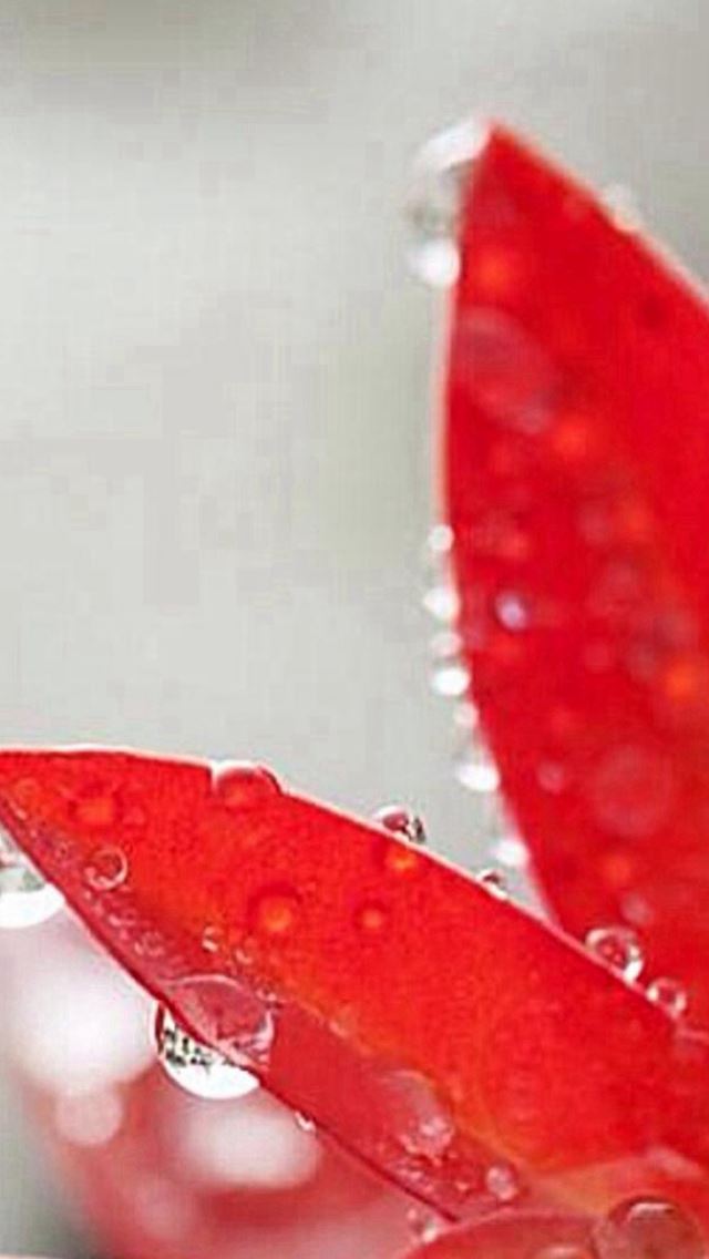 640x1136 Pure Red Petal Dew Wet Macro - pure iPhone Wallpaper