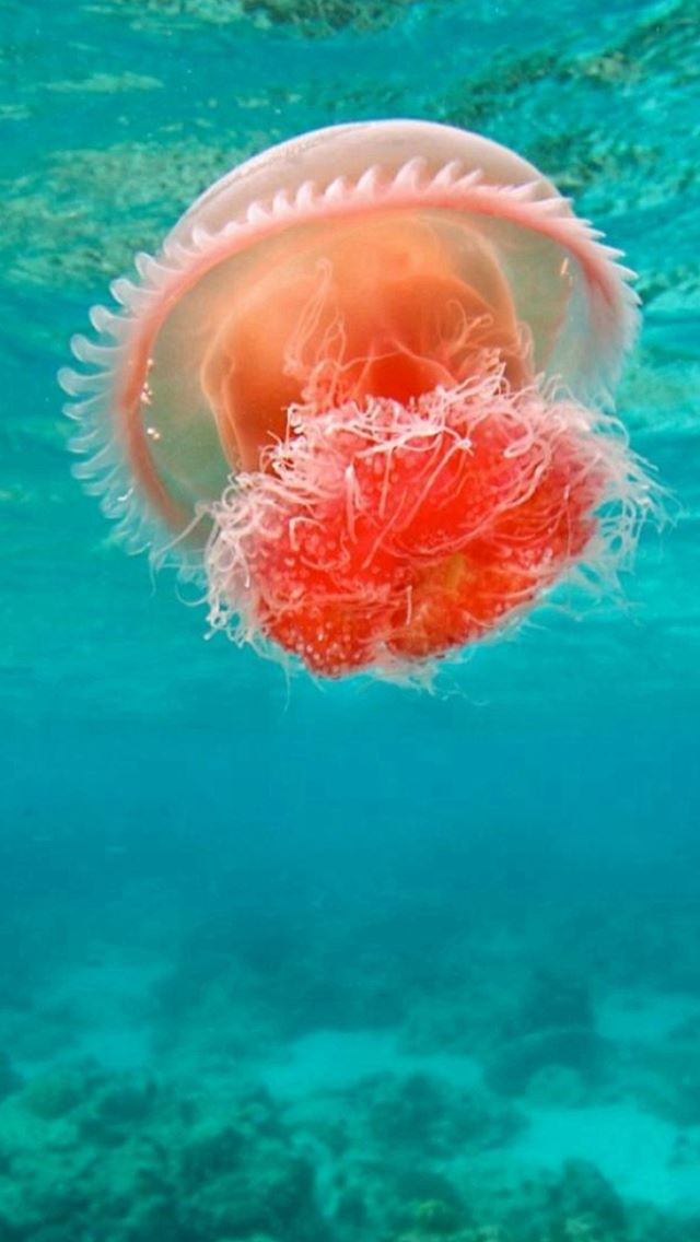 640x1136 Wonderful Undersea Ocean Beautiful Jellyfish - beautiful iPhone Wallpaper